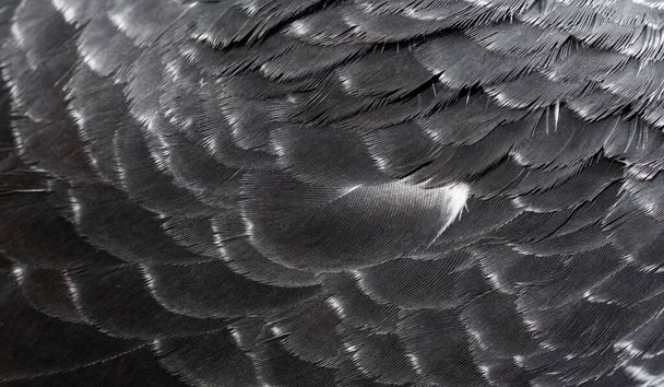 black pigeon feathers with visible detail. background - Foto, imagen