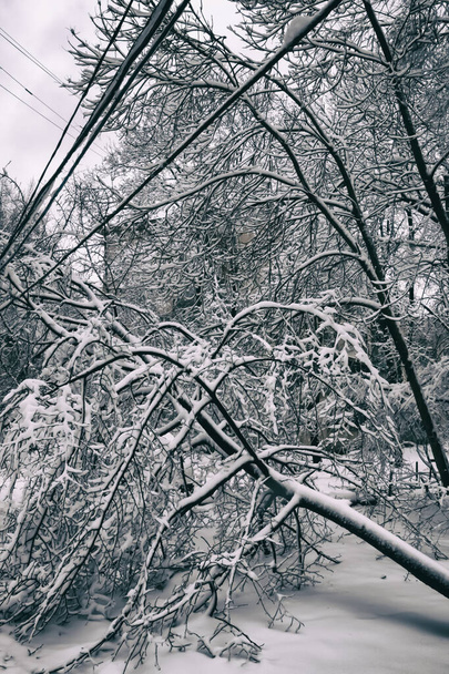 Un árbol cayendo sobre cables en una zona residencial. - Foto, imagen