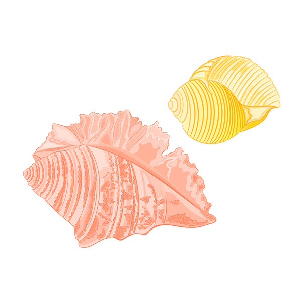 Coleção conchas marinhas
 - Vetor, Imagem