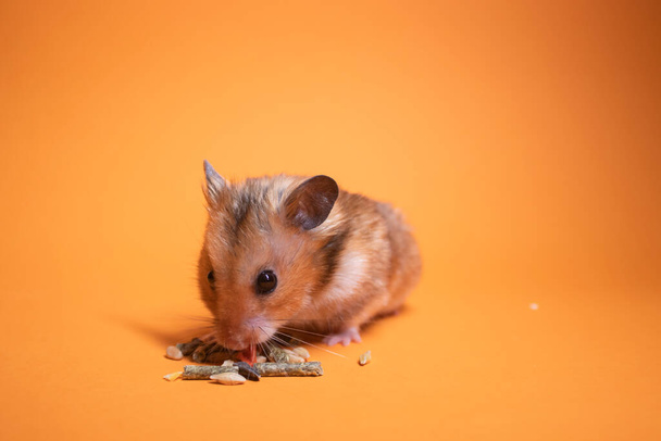 brown hamster mouse eating food for rodents isolated on orange background. pest, pet - Photo, Image
