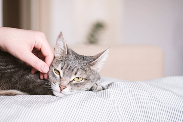 De grijze gestreepte kat ligt in bed op het bed met de hand van de vrouw op een grijze achtergrond. De gastvrouw streelt zachtjes haar kat op de vacht. De relatie tussen een kat en een persoon. Wereldhuisdierendag - Foto, afbeelding