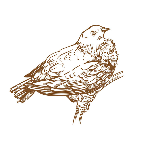 Bird on a branch. Forest pigeon. Vintage graphics. Vector illustration. - Vetor, Imagem