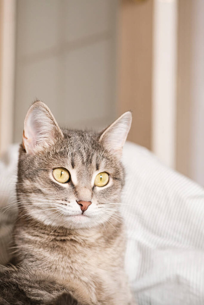 Un gato gris rayado con ojos amarillos. Un gato doméstico yace en la cama. El gato en el interior del hogar. Imagen para clínicas veterinarias, sitios sobre gatos. Día Mundial del Gato. - Foto, imagen