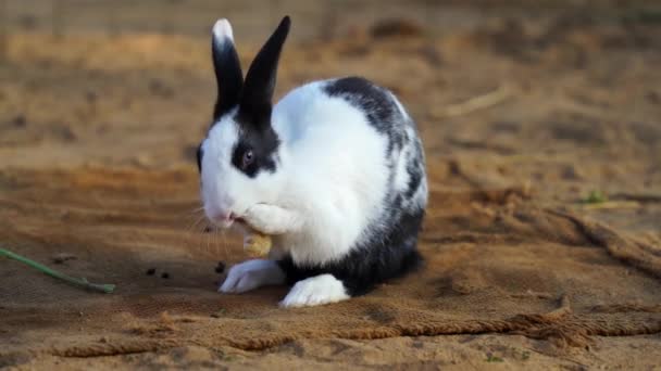 Похмурий пухнастий європейський кролик свербить шкіру і подряпує шкіру рота. Білі кролячі кадри в залізній огорожі. - Кадри, відео