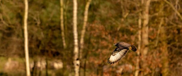 Panorama of buzzard, bird of prey flies in the air and hunts for food. Majestic brown-feathered buzzard with a forest background. Cover, web banner of social media - Photo, Image