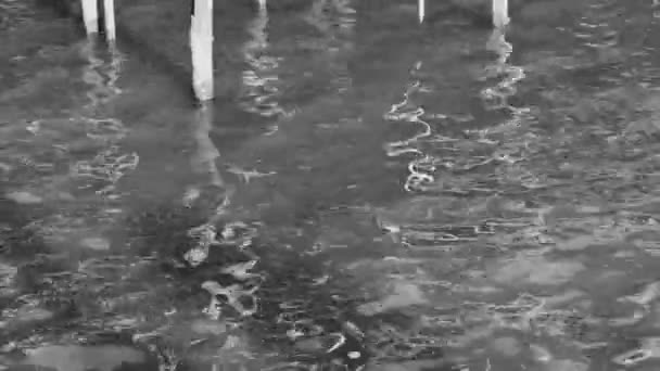 Bastone di legno marcio solitario in acqua. - Filmati, video
