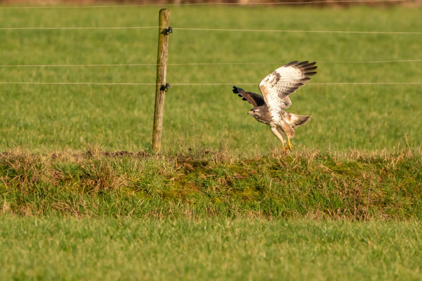 Large bird of prey flies above a ditch in a meadow and hunts for - Photo, Image