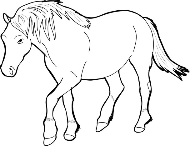 Vektorová ilustrace koně v černobílé barvě - Vektor, obrázek