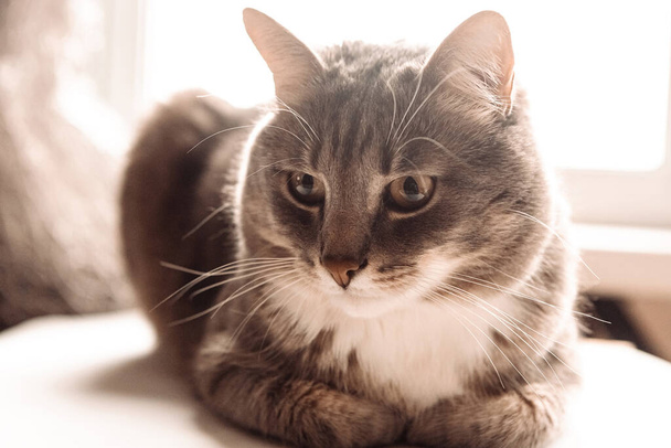 Ritratto di giovane gatto grigio con petto bianco, primo piano - Foto, immagini