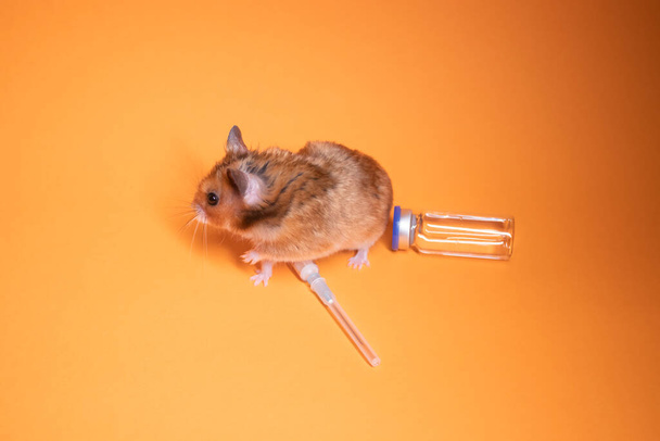 brązowy chomik - mysz w pobliżu strzykawki medycznej z igłą i fiolką wyizolowaną na pomarańczowym tle. Eksperymenty medyczne, testy na myszach. weterynarzem. opracowanie szczepionki. przestrzeń kopiowania - Zdjęcie, obraz