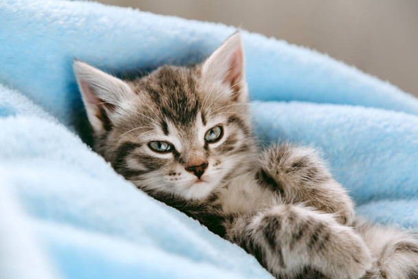 Tabby gray kitten lying resting on his back. Cat kid mammal animal pet with interested facial face look on camera. Small grey kitten at home on color blue plaid background - Foto, immagini
