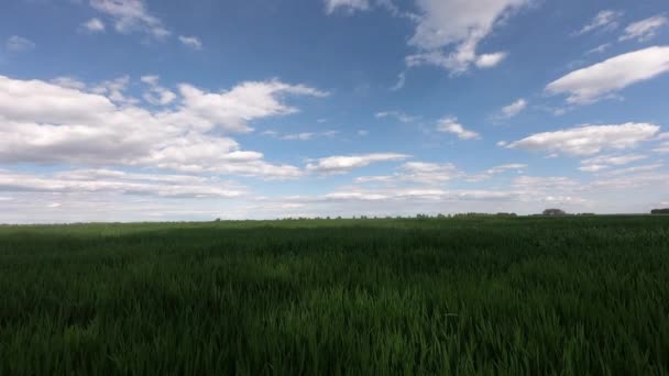 Tiszta ég a smaragd zöld mező felett. Time Lapse: Zöld mezők felhő mozgó és kék ég. - Felvétel, videó