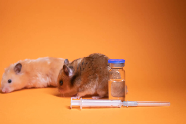 deux hamsters souris, brun et beige, près de la seringue médicale avec une aiguille et une fiole isolée sur fond orange. expériences médicales, tests sur des souris. vétérinaire. développement de vaccins. espace de copie  - Photo, image