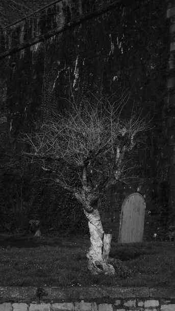 Старое мертвое бледное дерево с древними крепостными стенами и дверью на заднем плане. Портретная ориентация - Фото, изображение