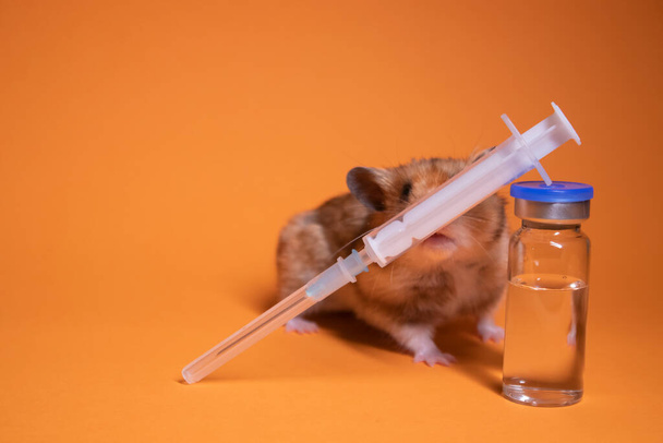 barna hörcsög - egér közelében orvosi fecskendő egy tűvel és palack-fiola izolált narancssárga alapon. Orvosi kísérletek, tesztek egereken. állatorvos. oltóanyag fejlesztés. másolás helye - Fotó, kép