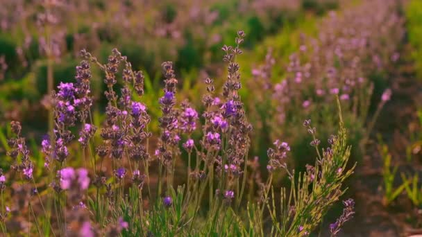 lähikuva matkustaja Provencessa koskettaa violetti kukkia - Materiaali, video