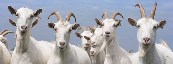 white goats outside in meadow against blue cloudy sky - Photo, Image