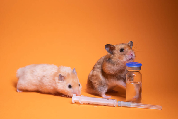 dois hamsters-rato, marrom e bege, perto de seringa médica com uma agulha e frasco-phial isolado em fundo laranja. Experiências médicas, testes em ratos. veterinária. desenvolvimento de vacinas. espaço de cópia  - Foto, Imagem