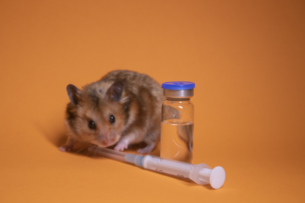 Kahverengi hamster, tıbbi şırınganın yanında turuncu arka planda iğne ve şişe şişesi olan bir fare. Tıbbi deneyler, fareler üzerinde testler. Veterinerlik. Aşı geliştirme. Boşluğu kopyala - Fotoğraf, Görsel