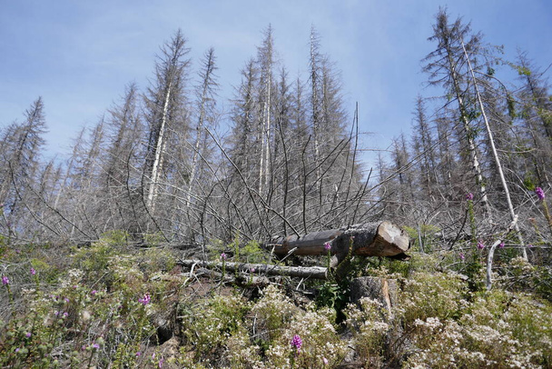 που πεθαίνουν κωνοφόρα δάση στο Harz ως αποτέλεσμα του σκαθαριού φλοιού και ξηρά καλοκαίρια - Φωτογραφία, εικόνα