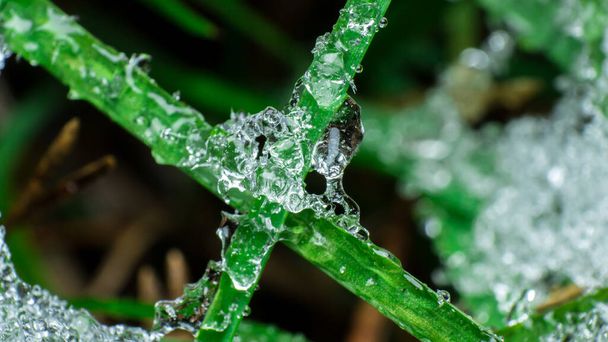 кілька зелених лопатей трави, покритих таненням льоду або снігу, крупним планом тане вода на траві, концепція прибуття весни
 - Фото, зображення