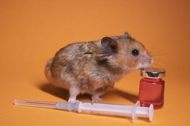 ruskea hamsteri hiiri lähellä lääkeruiskua neulalla ja pullo-phial eristetty oranssilla pohjalla. lääketieteellisiä kokeita, kokeita hiirillä. eläinlääkärin. rokotteen kehittäminen. kopioi tila - Valokuva, kuva