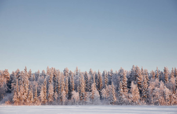 Θαυμάσιο χειμερινό τοπίο του δάσους με χιονισμένα έλατα. Πολύχρωμο υπαίθριο στάδιο, η έννοια του εορτασμού ενός ευτυχισμένου νέου έτους. Η ομορφιά της φύσης είναι ένα εννοιολογικό υπόβαθρο. - Φωτογραφία, εικόνα