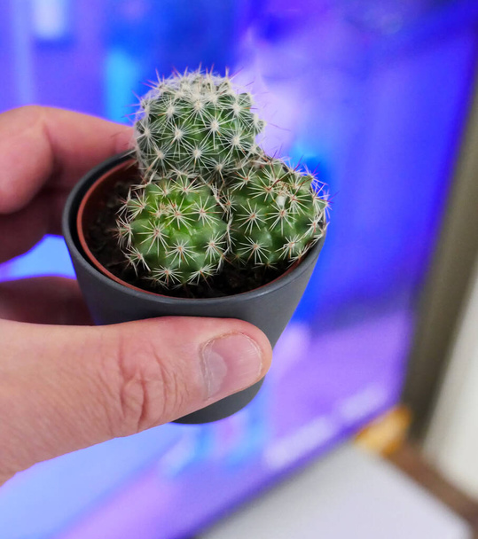 anti-radiation small cactus plant, cactus plant beside tv, - Photo, Image