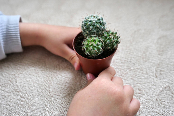 a human touches prickly cactus plant, cactus plant and prevent radiation, cactus plant and radio, - Photo, Image
