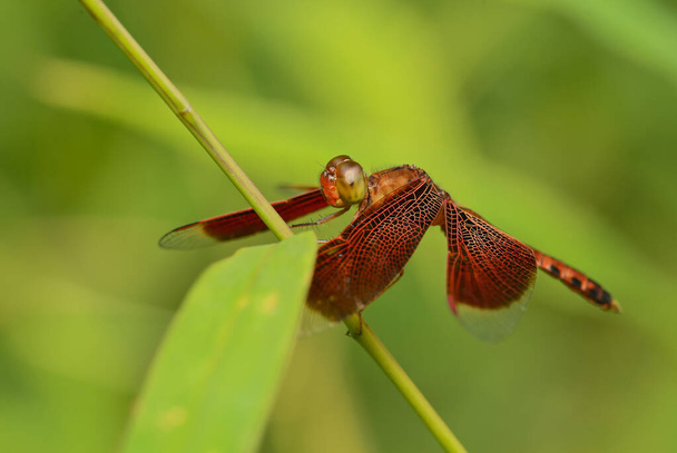Red Grasshawk - Neurothemis fluctuans, beautiful red dragonfly from Asian fresh waters and marshes, Thailand. - Photo, Image