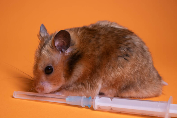 hámster marrón - ratón cerca de la jeringa médica con una aguja aislada sobre fondo naranja. experimentos médicos, pruebas en ratones. espacio de copia. veterinaria - Foto, Imagen