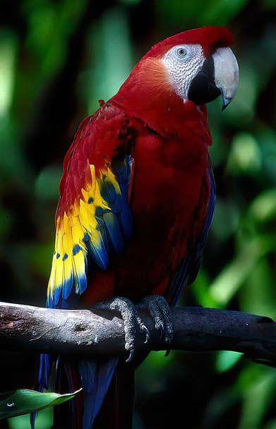 De scharlaken ara (Ara macao) is een grote rode, gele en blauwe Centraal- en Zuid-Amerikaanse papegaai, een lid van een grote groep Neotropische papegaaien genaamd ara 's.. - Foto, afbeelding