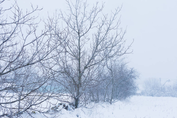 Minimalistická krajina osamělého stromu po sněhové bouři na zimním poli. Krásný obraz osamělého stromu po bouři. Vánoční svátky a prázdniny pozadí - Fotografie, Obrázek