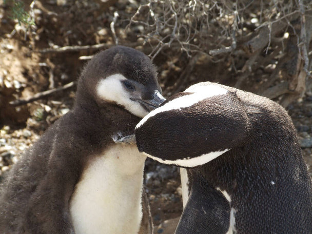 Pollito pingüino de la Península Valdés con su madre, Argentina  - Foto, imagen