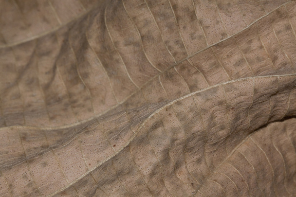 Contours of a dried leaf - Photo, Image