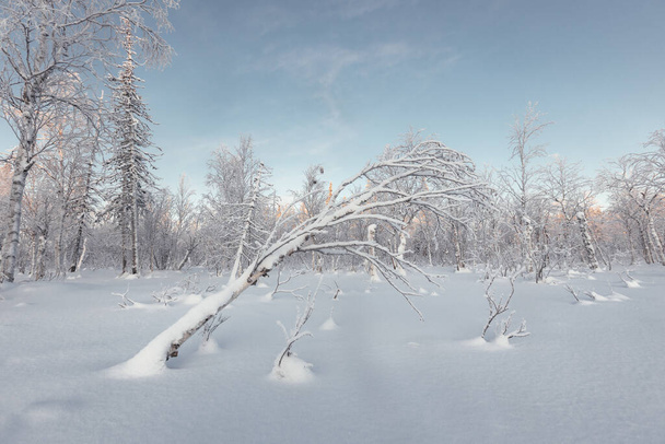 Hoch im Norden verschneite Winterlandschaft. Ein umgestürzter Baum mit Schnee bedeckt. - Foto, Bild