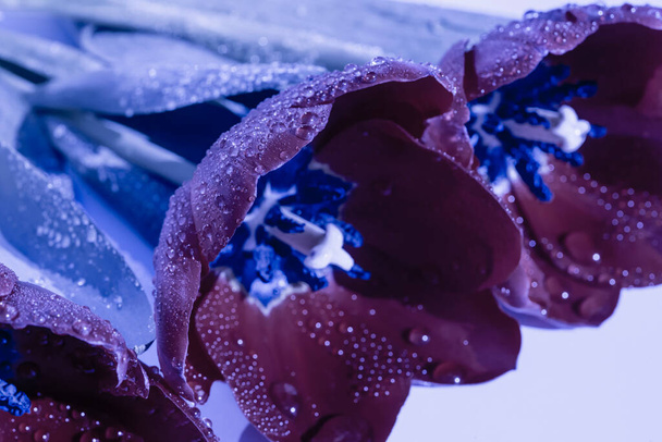 Macro grande plano. Flores de tulipa coloridas roxas isoladas em fundo branco. Flor Nacional dos Países Baixos, Turquia e Hungria. Violeta floral fundo. - Foto, Imagem