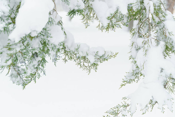 зимовий міський парк, дерева і гілки крупним планом на снігу, заметіль і снігопад
 - Фото, зображення