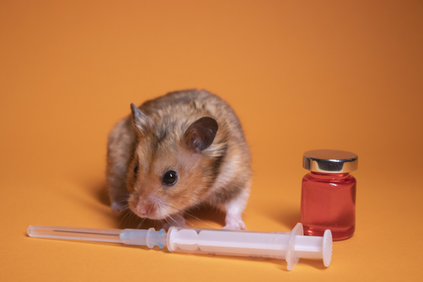 ruskea hamsteri hiiri lähellä lääkeruiskua neulalla ja pullo-phial eristetty oranssilla pohjalla. lääketieteellisiä kokeita, kokeita hiirillä. eläinlääkärin. rokotteen kehittäminen. kopioi tila - Valokuva, kuva