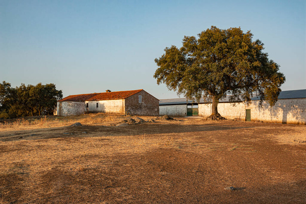 lampaan tilalla Andalusiassa Espanja - Valokuva, kuva