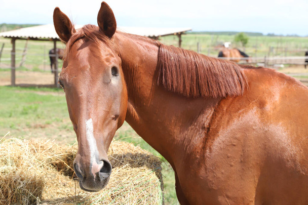 Primo piano di un cavallo cieco di colore marrone in un recinto estivo all'aperto. Testa di cavallo con occhio mancante - Foto, immagini