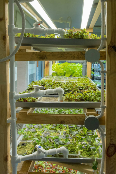 Stedelijke microgroene boerderij. Milieuvriendelijke kleine bedrijven. Babybladeren, fytolamp - Foto, afbeelding