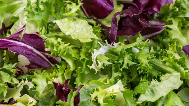 Fondo de ensalada, hojas de ensalada verde frescura de frisee, ensalada romana, radicchio - Foto, Imagen