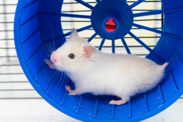 Hamster läuft im Laufrad isoliert auf weißem Untergrund - Foto, Bild