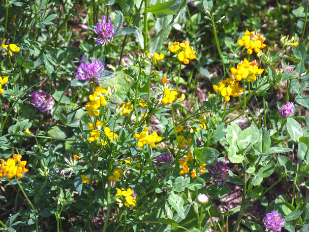 flores silvestres de trébol, hierba de San Juan (Hypericum perforatum), lunares de ratón (Vicia cracca) - Foto, Imagen