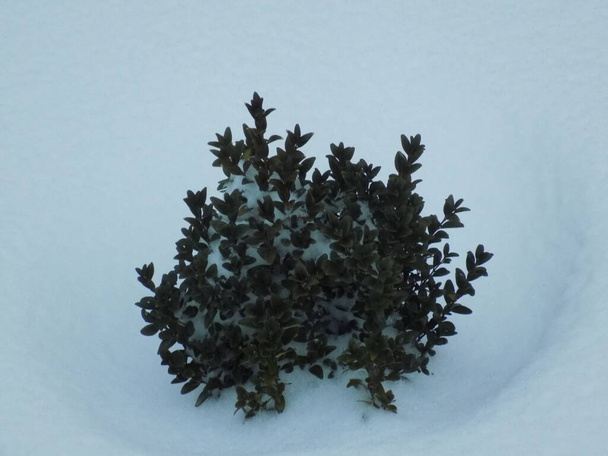 Boxhout evergreen of bukspan, sneeuw - Foto, afbeelding