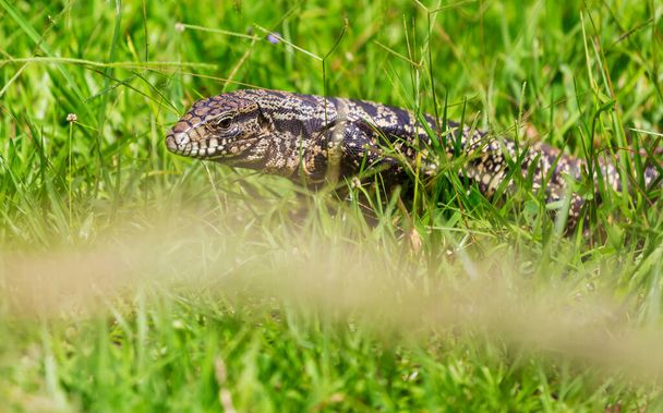 Большая ящерица в зеленой траве - Фото, изображение