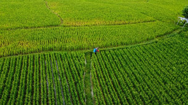 Vista aerea di agricoltore senior sono nei campi Bogor - Indonesia. 9 febbraio 2021 - Foto, immagini