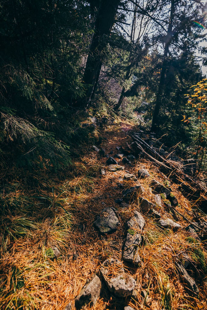 A close up of a hillside next to a tree - Fotografie, Obrázek