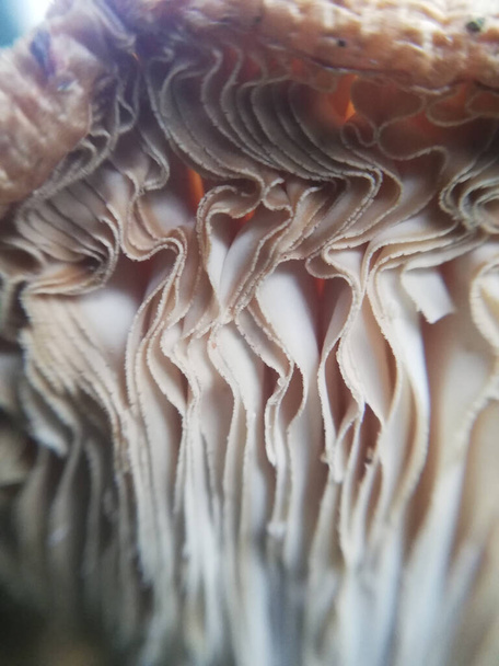 o cogumelo da água-viva a crescer no jardim. Amanitas muscaria. Close-up da natureza na floresta, cogumelos - Foto, Imagem